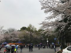 -武汉大学-樱园