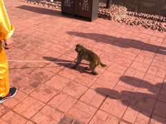 -呀路古热带植物园