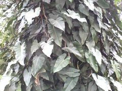 -瑞丽独树成林风景区