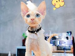 -十年猫舍·猫咪专门店(普陀店)