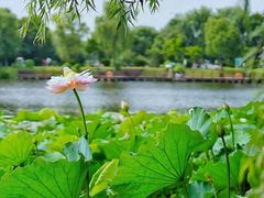 -荷塘月色湿地公园·向阳花洲
