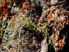 -云南屏边大围山国家公园