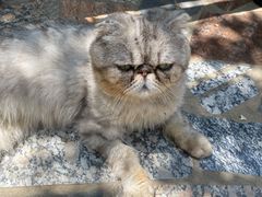 -喵屿·大理花园猫咖