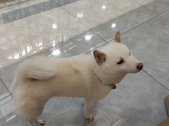 -柴犬小屋·柴餐厅·狗咖食堂(金鼎广场店)