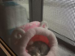 -吉丁鸟咖·异宠·寄养