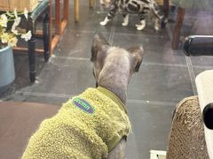 -猫小院猫主题餐厅(南锣旗舰店)