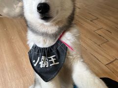 -Husky Go! 哈士奇体验馆·宠物咖啡厅狗咖