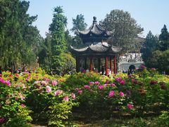 -洛阳白马寺