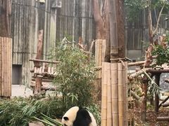 -熊猫邮局(少城店)