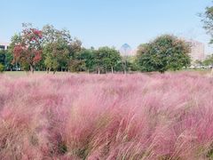 -艾溪湖湿地公园