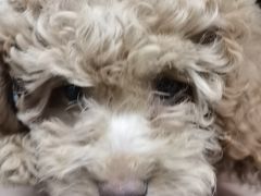 -半岛宠物医院24小时(白果林店)