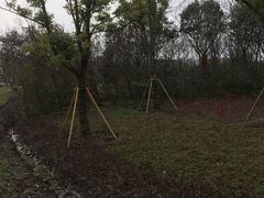 -昆山城市生态森林公园