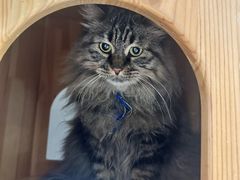 -藏猫猫咖啡主题馆(中央大道店)