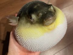 -肆月河豚·新淮扬(金融街店)