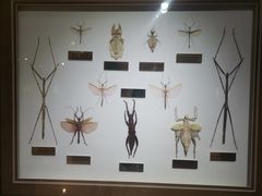 -上海昆虫博物馆