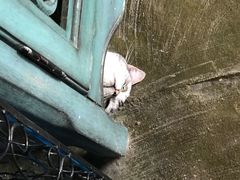 -猫猫幼稚园·撸猫·桌游·电玩