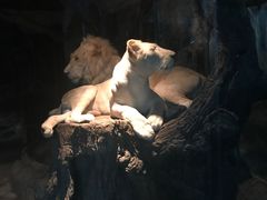 -清迈夜间动物园