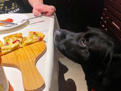 -百好乐宠物友好餐厅(朝外大街店)