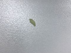 抹茶玛奇朵-1点点(河南中路店)