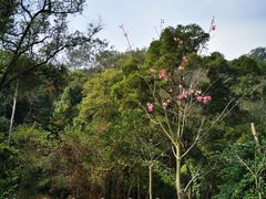 -南宁良凤江国家森林公园