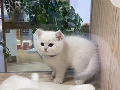 -屋虎猫馆(宝安大仟里店)