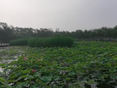 -绿堤公园