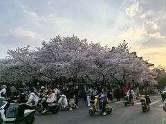 -武汉大学-樱园