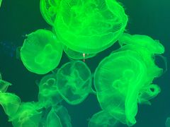 -成都浩海立方海洋公园