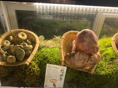 -滇野云南野生菌餐厅(陕西南路店)