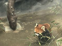 -武汉动物园