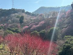 -新建村梅花