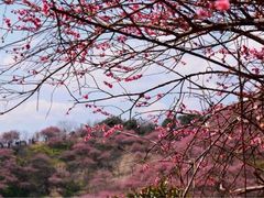 -新建村梅花