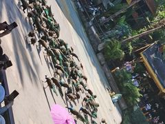 -西双版纳原始森林公园