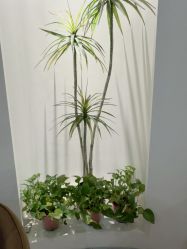 -VE专注问题肌·赛诺龙&科学美肤中心