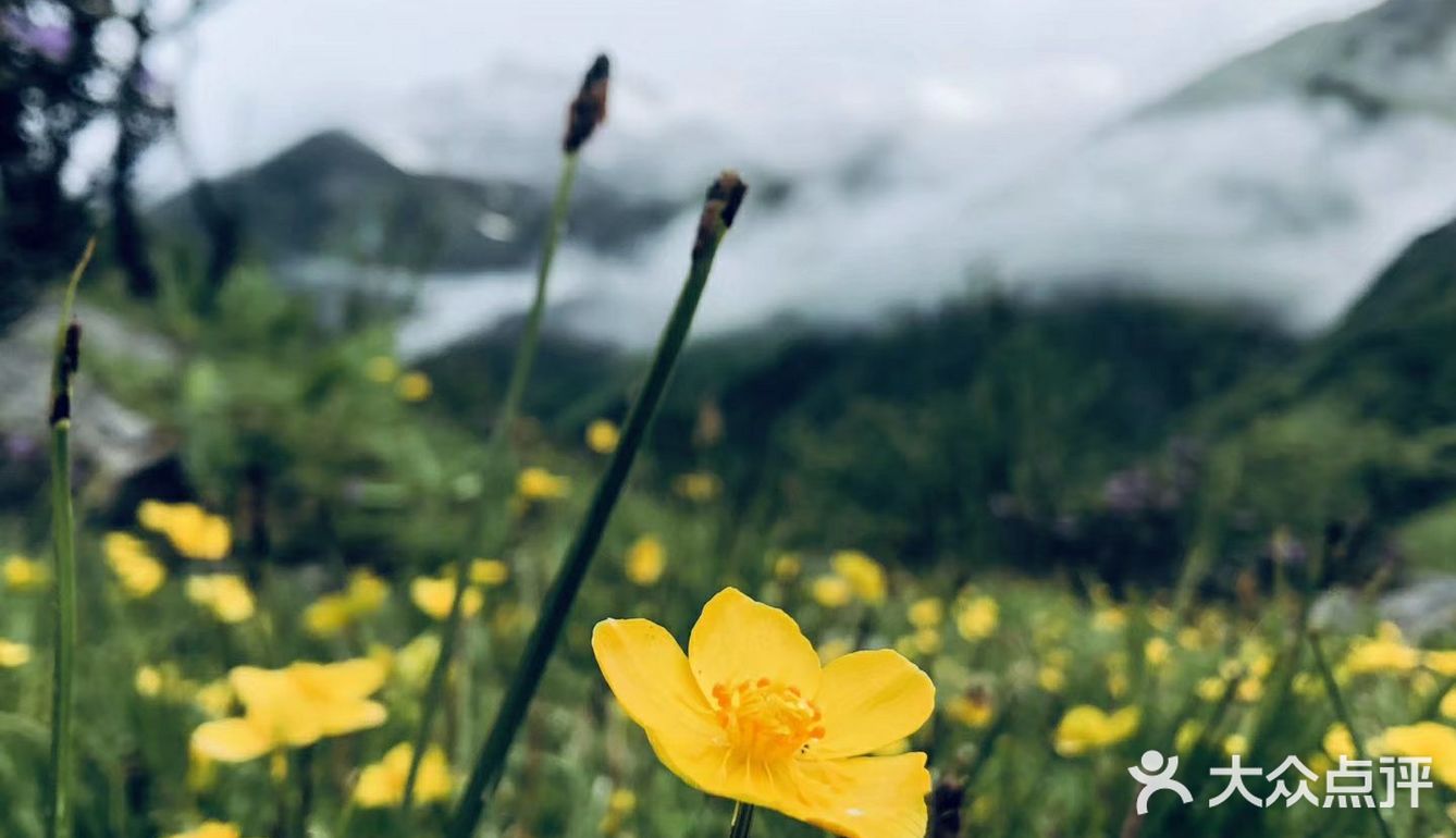 成都周边游[糖果]超级川西冷僻露营圣地[礼花]——鹧鸪山