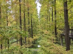 -黄海国家森林公园