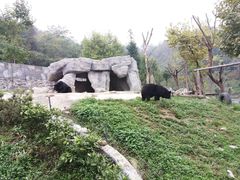 -都江堰中华大熊猫苑
