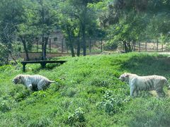 -大连森林动物园
