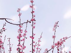 -香雪海