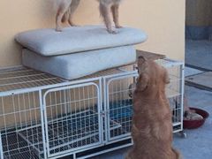 -波姐宠物家庭寄养