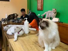 -李小姐の猫咖啡馆(五角场店)