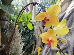 -北京植物园-展览温室