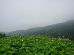 -枸杞岛