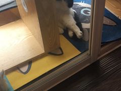 -吉丁鸟咖·异宠·寄养