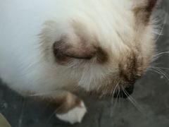 -喵屿·大理花园猫咖