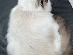 -唐小姐の猫狗洗护·购宠旗舰店(周浦万达店)