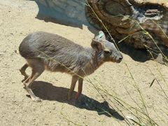 -大连森林动物园