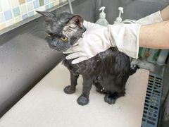 -全心全意连锁动物医院·特色中医诊疗(会城门分院)