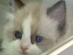 -青奢宠物·青奢猫舍