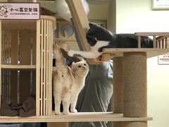 -猫和宫(六道口店)